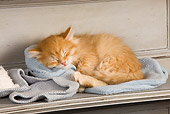 CAT 03 JE0257 01
Orange Siberian Kitten Sleeping On Blue Blanket