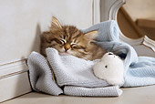 CAT 03 JE0258 01
Siberian Kitten Sleeping In Blue Blanket With Teddy Bear