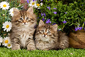 CAT 03 JE0263 01
Two Siberian Kittens Sitting On Grass In Garden