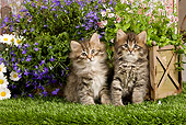 CAT 03 JE0264 01
Two Siberian Kittens Sitting On Grass In Garden