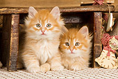 CAT 03 JE0265 01
Two Orange Siberian Kittens Sitting Under Wooden Stool