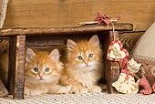 CAT 03 JE0266 01
Two Orange Siberian Kittens Laying Under Wooden Stool