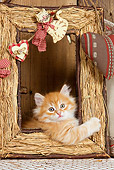 CAT 03 JE0267 01
Orange Siberian Kitten Playing In Decorative Frame