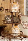 CAT 03 JE0268 01
Three Siberian Kittens Laying In Wire Cake Stand