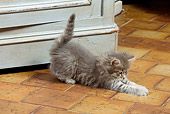 CAT 03 JE0269 01
Siberian Kitten Stretching On Tile