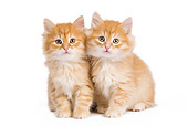 CAT 03 JE0271 01
Two Orange Siberian Kittens Sitting On White Seamless
