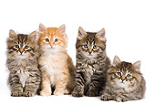CAT 03 JE0278 01
Four Siberian Kittens Sitting On White Seamless