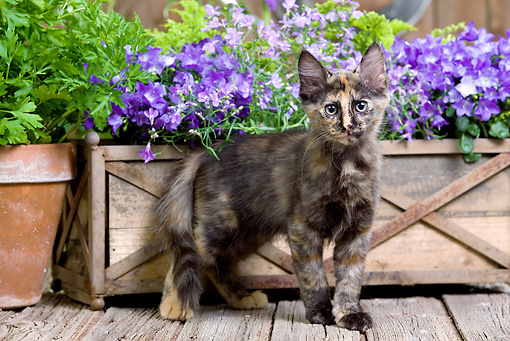 calico turkish angora