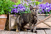 CAT 03 JE0279 01
Calico Turkish Angora Kitten Standing On Deck By Purple Flowers