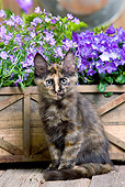 CAT 03 JE0280 01
Calico Turkish Angora Kitten Sitting On Deck By Purple Flowers