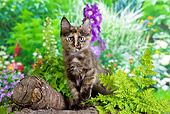 CAT 03 JE0281 01
Calico Turkish Angora Kitten Standing On Logs In Garden