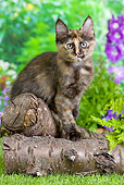 CAT 03 JE0282 01
Calico Turkish Angora Kitten Standing On Logs In Garden