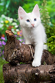 CAT 03 JE0283 01
White Turkish Angora Kitten Standing On Logs In Garden