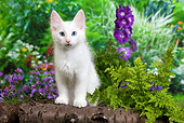 CAT 03 JE0284 01
White Turkish Angora Kitten Standing On Logs In Garden