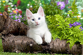 CAT 03 JE0285 01
White Turkish Angora Kitten Laying On Logs In Garden