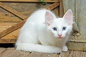 CAT 03 JE0286 01
White Turkish Angora Kitten Laying On Deck