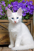 CAT 03 JE0287 01
White Turkish Angora Kitten Sitting On Deck By Purple Flowers