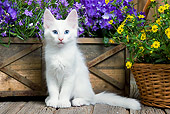 CAT 03 JE0288 01
White Turkish Angora Kitten Sitting On Deck By Flowers