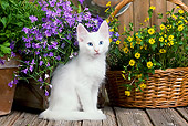 CAT 03 JE0289 01
White Turkish Angora Kitten Sitting On Deck By Flowers