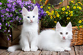 CAT 03 JE0291 01
Two Turkish Angora Kittens On Deck By Flowers