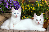 CAT 03 JE0292 01
Two Turkish Angora Kittens Laying On Deck By Flowers