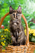 CAT 03 JE0293 01
Calico Turkish Angora Kitten Sitting In Wicker Basket In Garden