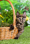 CAT 03 JE0294 01
Calico Turkish Angora Kitten Laying In Wicker Basket In Garden