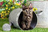 CAT 03 JE0295 01
Calico Turkish Angora Kitten Sitting In Watering Can In Garden