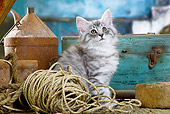 CAT 03 JE0296 01
Silver Norwegian Forest Kitten Sitting By Rope And Wooden Box