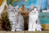 CAT 03 JE0297 01
Two Norwegian Forest Kittens Sitting By Rope, Tin Can And Box