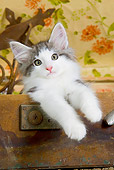 CAT 03 JE0298 01
Norwegian Forest Kitten Sitting In Suitcase