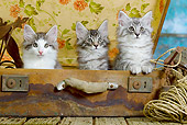 CAT 03 JE0299 01
Three Norwegian Forest Kittens Sitting In Suitcase