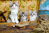 CAT 03 JE0300 01
Three Norwegian Forest Kittens Sitting In Suitcase