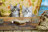 CAT 03 JE0301 01
Two Norwegian Forest Kittens Sitting In Suitcase