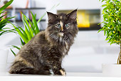 CAT 03 JE0304 01
Norwegian Forest Kitten Sitting By Fireplace And Plants