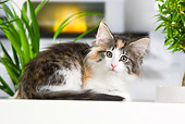 CAT 03 JE0305 01
Calico Norwegian Forest Kitten Laying By Fireplace And Plants