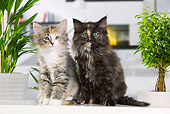 CAT 03 JE0306 01
Two Norwegian Forest Kittens Sitting By Fireplace And Plants