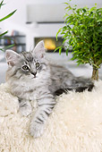 CAT 03 JE0307 01
Silver Norwegian Forest Kitten Laying By Fireplace And Plants