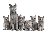 CAT 03 JE0310 01
Nebelung Mother And Five Kittens Sitting On White Seamless