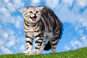 CAT 03 JE0313 01
British Shorthair Kitten Hissing On Grass Against Blue Sky