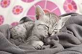 CAT 03 JE0316 01
Egyptian Mau Kitten Sleeping On Gray Blanket