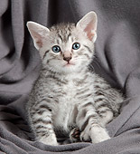 CAT 03 JE0317 01
Egyptian Mau Kitten Sitting On Gray Blanket