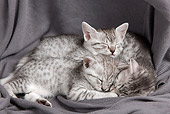 CAT 03 JE0318 01
Three Egyptian Mau Kittens Sleeping On Gray Blanket
