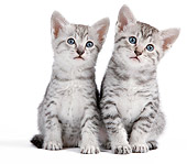 CAT 03 JE0319 01
Two Egyptian Mau Kittens Sitting On White Seamless