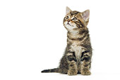 CAT 03 JE0320 01
Tabby Kitten Sitting On White Seamless