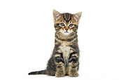 CAT 03 JE0321 01
Tabby Kitten Sitting On White Seamless