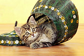 CAT 03 JE0324 01
Tabby Kitten Laying In Tipped Basket