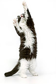 CAT 03 JE0325 01
Black And White Kitten Reaching On Hind Legs On White Seamless