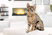 CAT 03 JE0339 01
Bengal Kitten Sitting On White Cushion By Fireplace