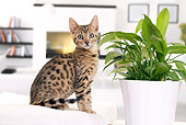 CAT 03 JE0340 01
Bengal Kitten Sitting On White Cushion By Potted Plant And Fireplace